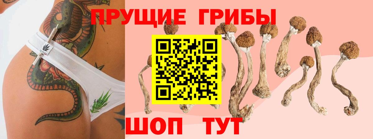 Псилоцибиновые грибы Psilocybe  Вход с VPN  Междуреченск 